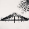 Perspective of Trees, Tsarskoe Selo, Russia, 1999