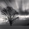 Philosopher's Tree, Study 3, Biei, Hokkaido, Japan, 2009