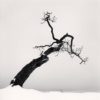 Kussharo Lake Tree, Study 4, Kotan, Hokkaido, Japan. 2007