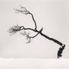 Kussharo Lake Tree, Study 6, Kotan, Hokkaido, Japan. 2007