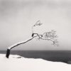 Kussharo Lake Tree, Study 3, Kotan, Hokkaido, Japan. 2005