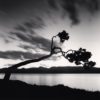 Kussharo Lake Tree, Study 8, Kotan, Hokkaido, Japan. 2008