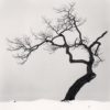 Kussharo Lake Tree, Study 1, Kotan, Hokkaido, Japan. 2002