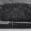 Windy Trees, Les Tuileries, Paris, France. 1984